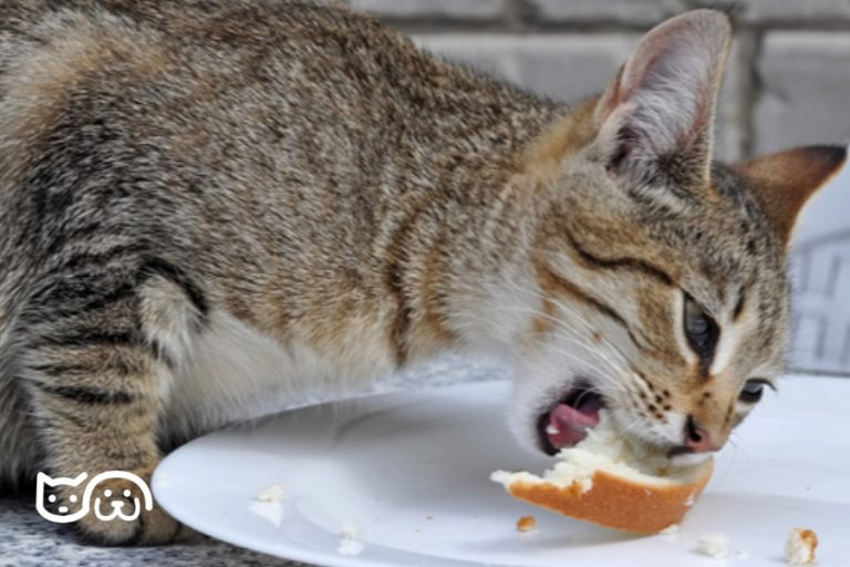 Los Gatos Pueden Comer Pan Pueden Comer