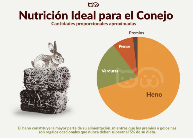 ¿Pueden comer cilantro los conejos? ¿Pueden Comer?