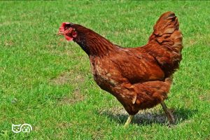 ¿Qué pueden y No pueden comer las gallinas? - ¿Pueden Comer?