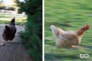 ¿Qué pueden y No pueden comer las gallinas? - ¿Pueden Comer?